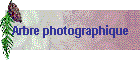Arbre photographique